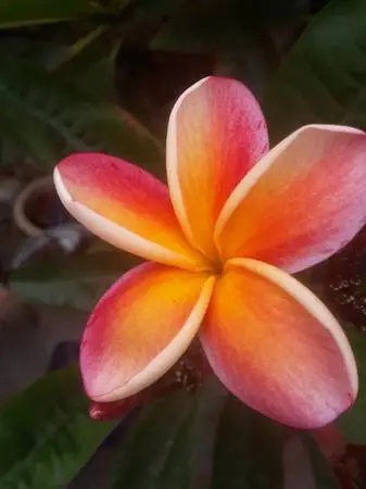 PLUMERIA