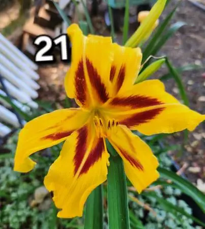 Day lily plants  garden perennial plant