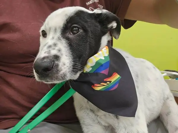 Dog Foster Parent