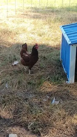 Rhode Island red laying hen chicken chickens