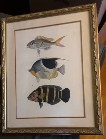 Framed picture of exotic fish