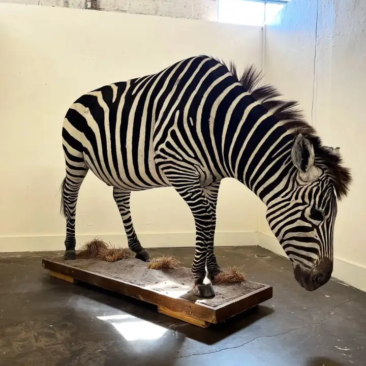 Taxidermy mount of an African zebra