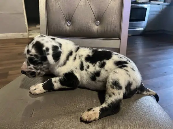Great Dane