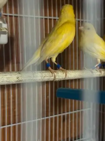 Canary bird