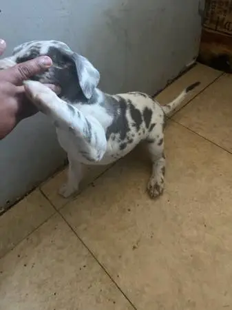 Great Dane