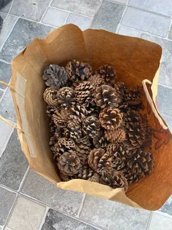 Pine Cones Collection