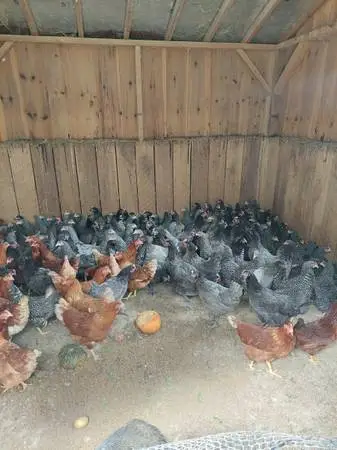 Chickens, Barred Rock and Ash