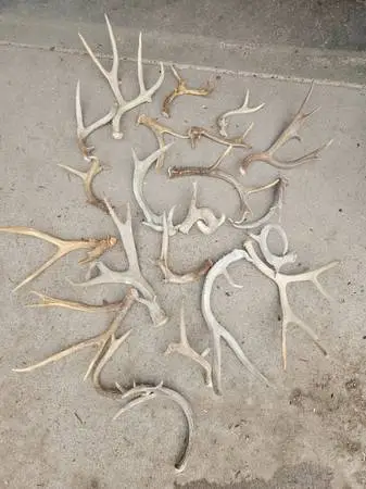 Non-typical deer sheds, antlers, horns