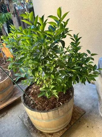 Mature, movable, honey, sweet Mandarin tangerine tree