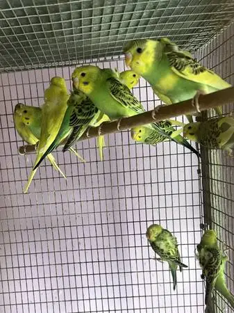 Hagoromo parakeets for trade