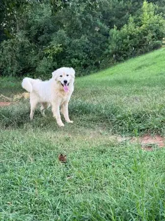 Great Pyrenees.
