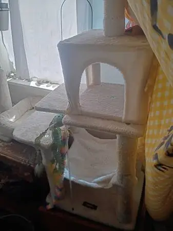 Small cat ; cat condo brand new