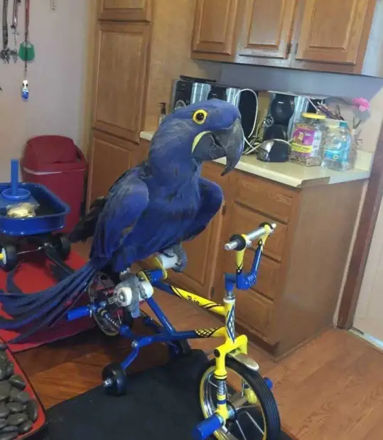 Hyacinth Macaw