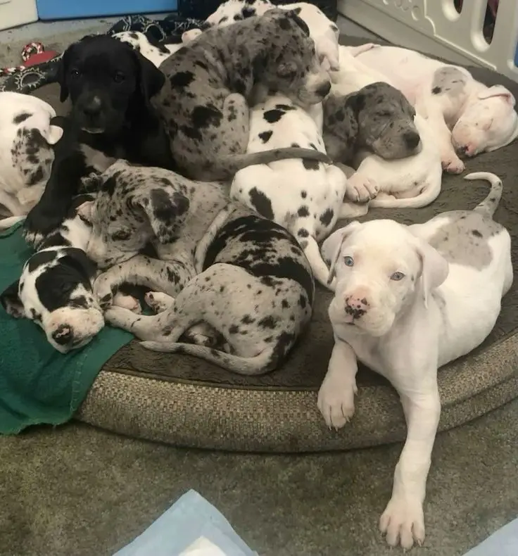 Great Dane puppies