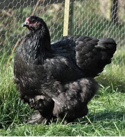 Hatching eggs!! Cochin and Brahma