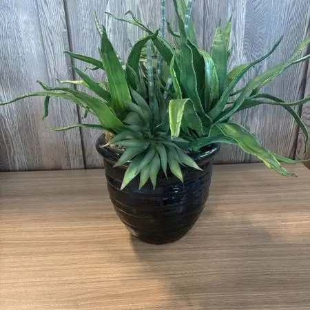 Faux Aloe Plant In Black Ceramic Pot- 12X25H