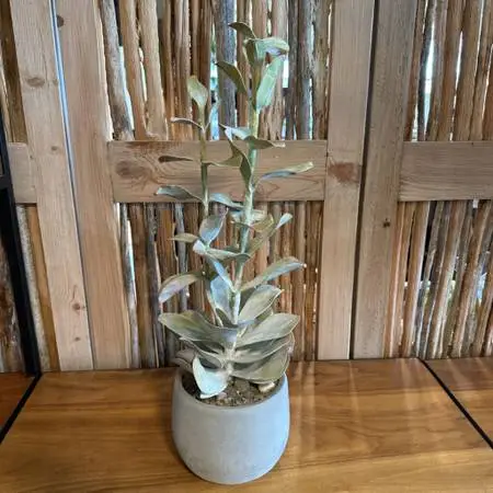 Creative Co-Op Faux Succulent in Cement Pot - 8X22