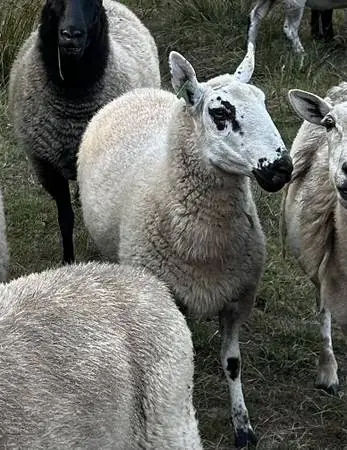 Kerry Hill Yearling Ewes