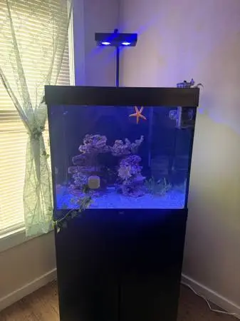 52-Gallon Established Saltwater Reef Aquarium Setup — $750