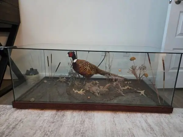 Vintage Taxidermy Pheasant Glass Coffee Table