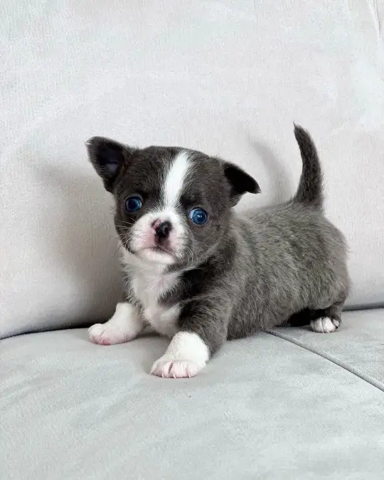 Teacup Chihuahua Puppy