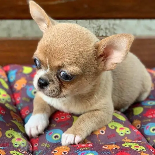 Teacup Chihuahua Puppy