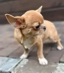 Teacup Chihuahua Puppy