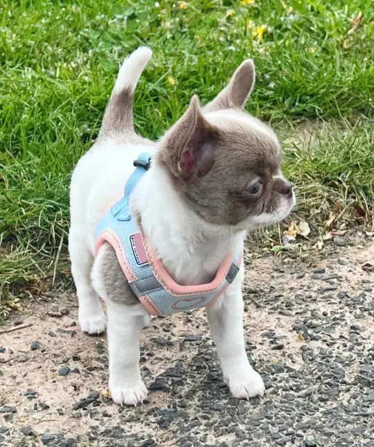 Teacup Chihuahua Puppy