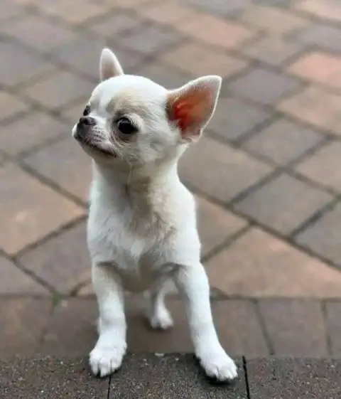 Teacup Chihuahua Puppy