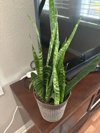 Snake plants very tall, healthy need new home