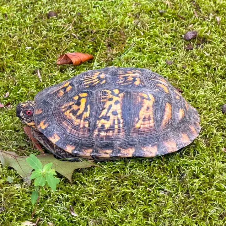 tortoise available for Adoption