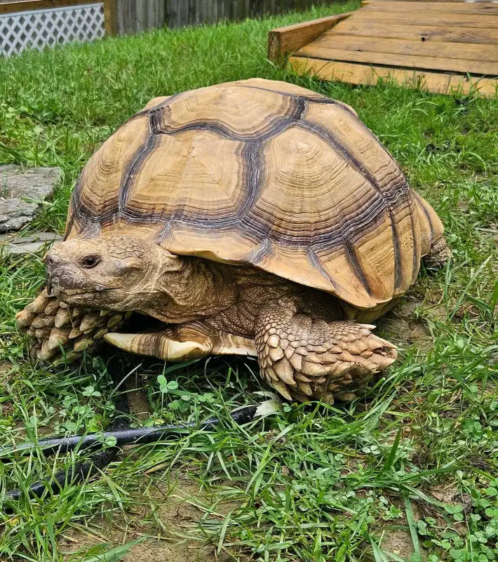 tortoise available for Adoption