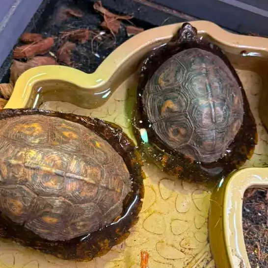 tortoise available for Adoption