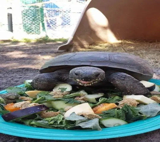 tortoise