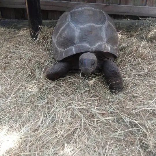 tortoise