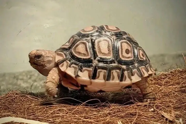 tortoise