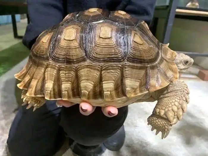 tortoise