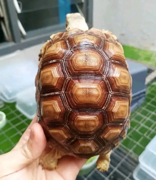 tortoise