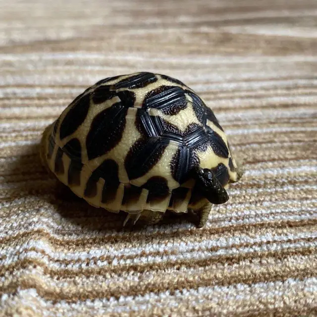 tortoise