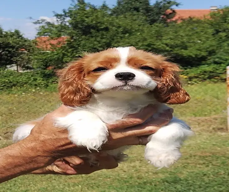 Cavaliers puppies