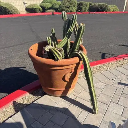 Terra Cotta Pot W/ Large Live Cactus - 37H