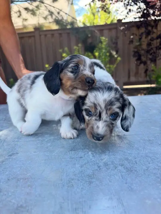 happy tails dachshunds