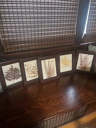 Botanical Framed Ferns