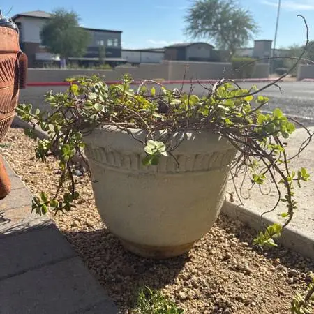 Pot W/ Live Plant - 13H