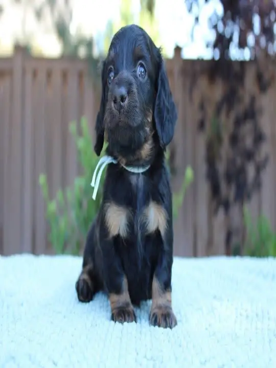 happy tails dachshunds