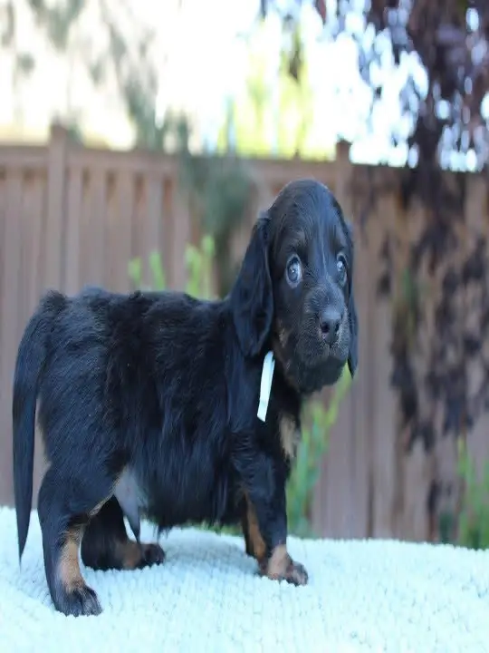 happy tails dachshunds