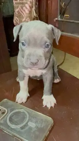 Furniture for puppies