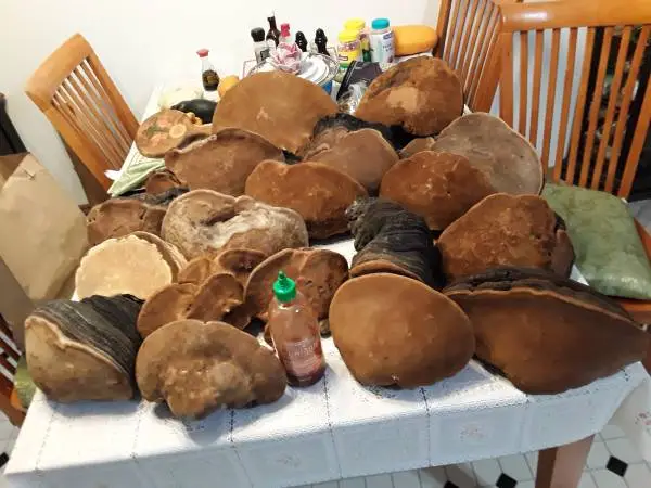 Alaskan punk chaga