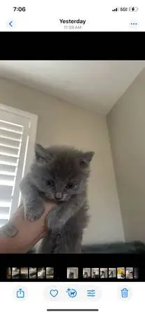 Siberian kitten
