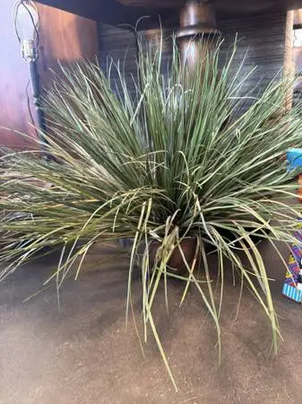 Dried Grass In Brown Clay Pot- 35X35X24.5